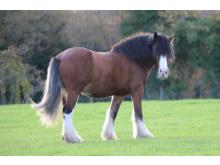 Daisy - our Shire horse